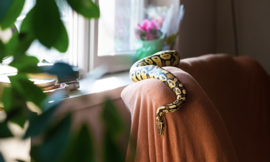 224 Pet Snake Names for Your Slithery Friend | BeChewy