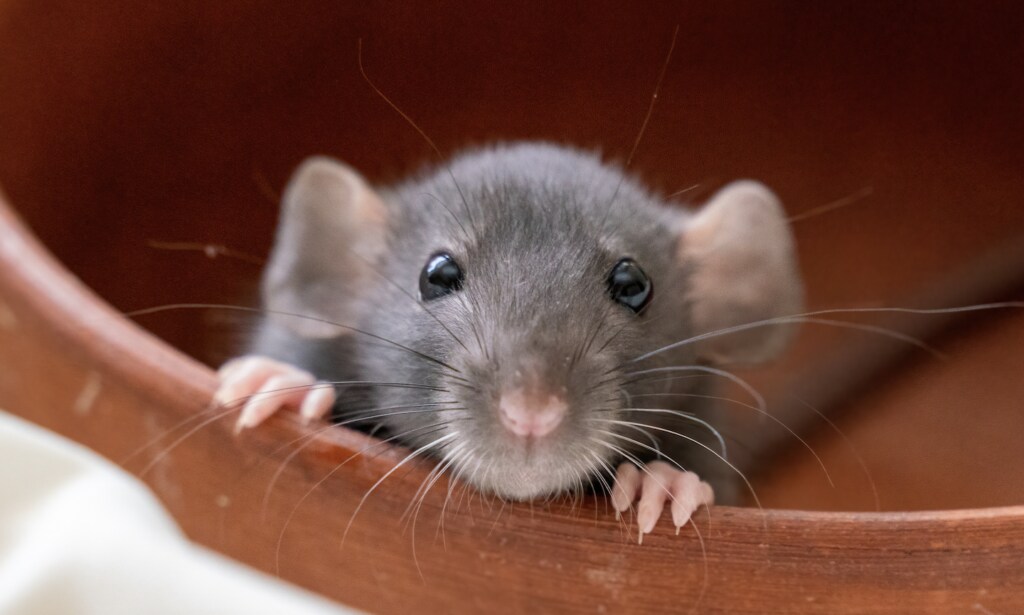 170 Best Rat Names For Your Rodent BFF BeChewy