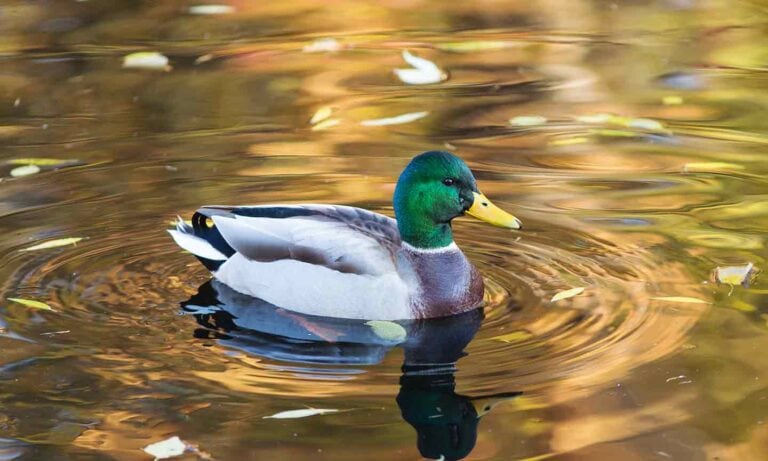 Photo of a duck swimming on a pond