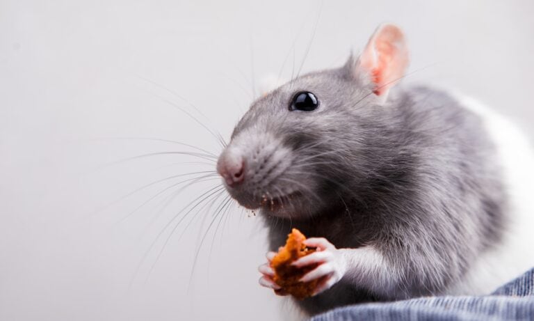 What Do Rats Eat? | BeChewy