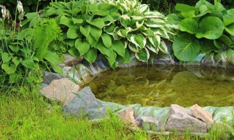 How To Install a Pond Liner | BeChewy