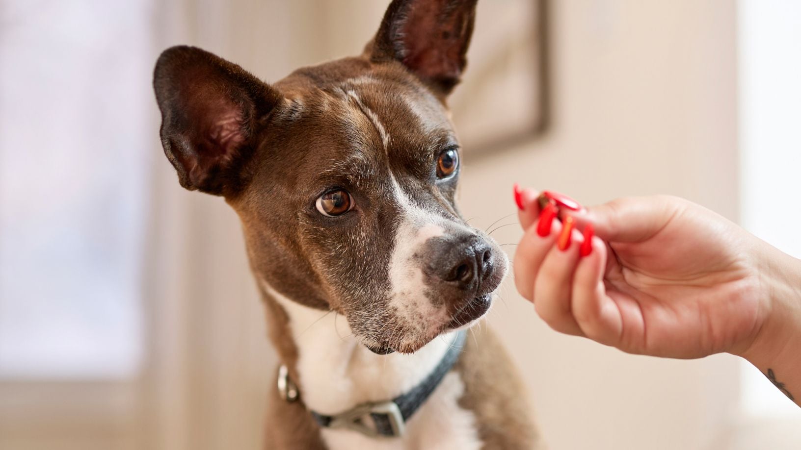 Dog cannot eat chocolate best sale