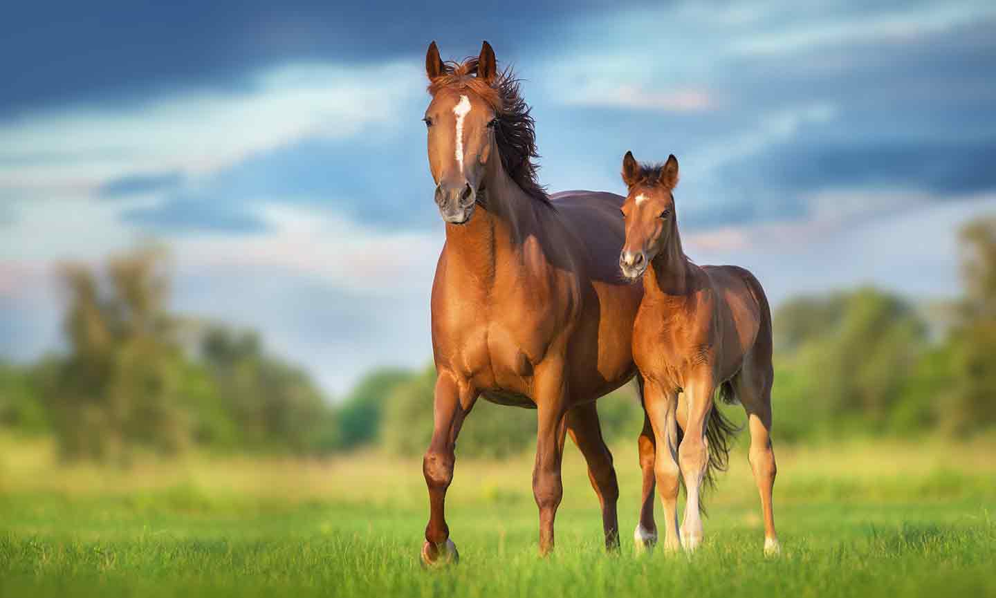 How Long Do Horses Live? | BeChewy