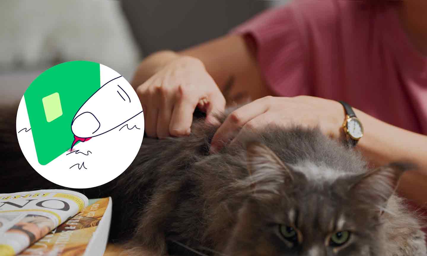 What To Do When Your Cat Is Stung by a Bee or Wasp BeChewy