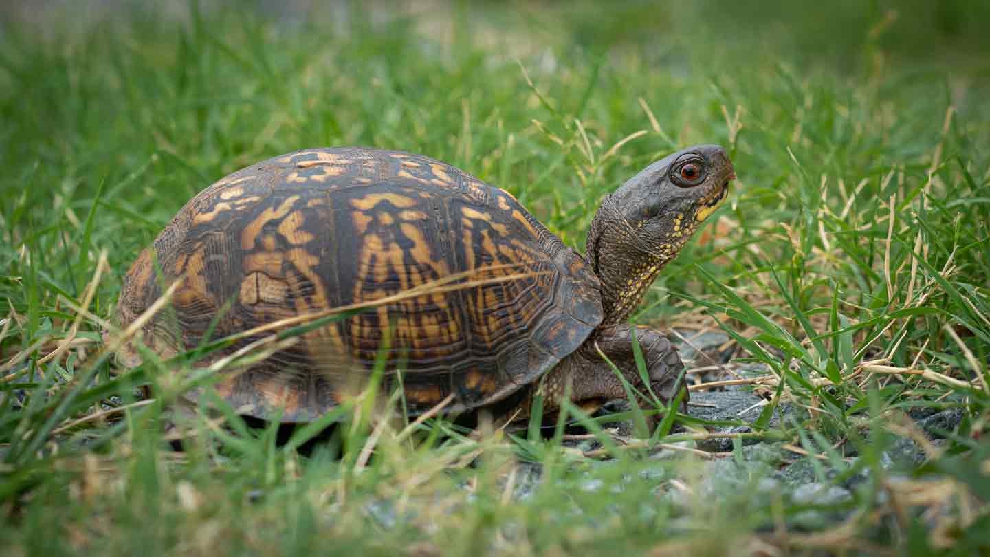 What Do Box Turtles Eat Bechewy