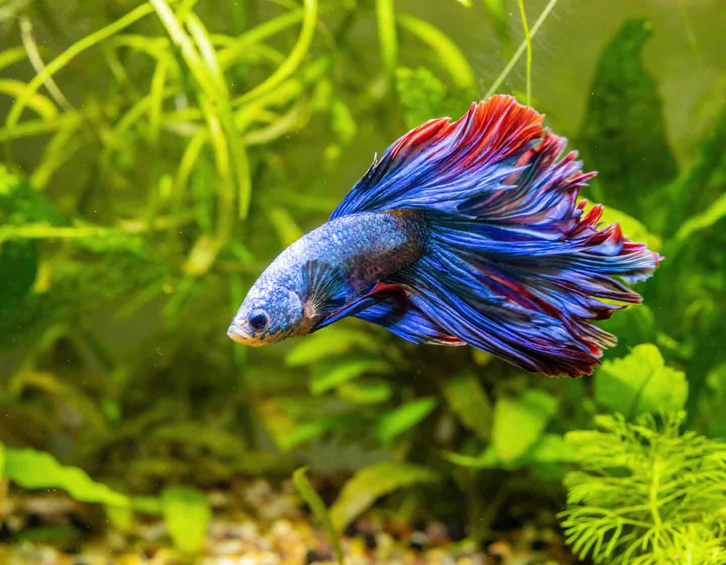 The 10 Best Pet Fish for Beginners | BeChewy