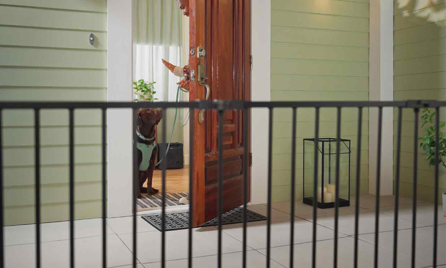 How To Stop Your Dog From Darting Out the Door BeChewy