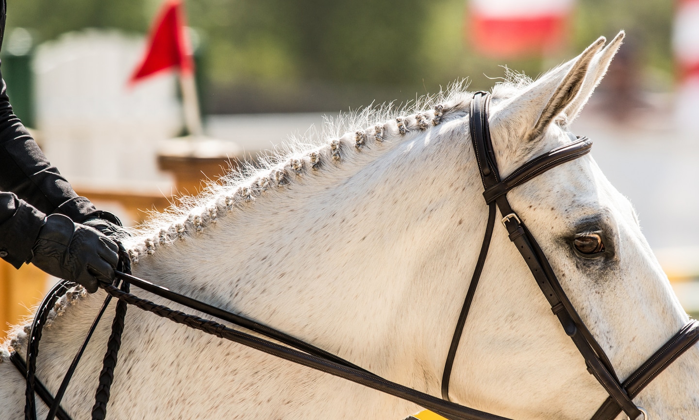 7 Horse Braids to Try on Your Horse’s Mane | BeChewy