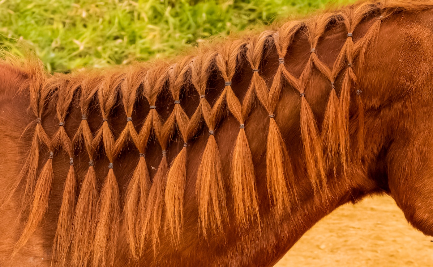 7 Horse Braids to Try on Your Horse’s Mane | BeChewy