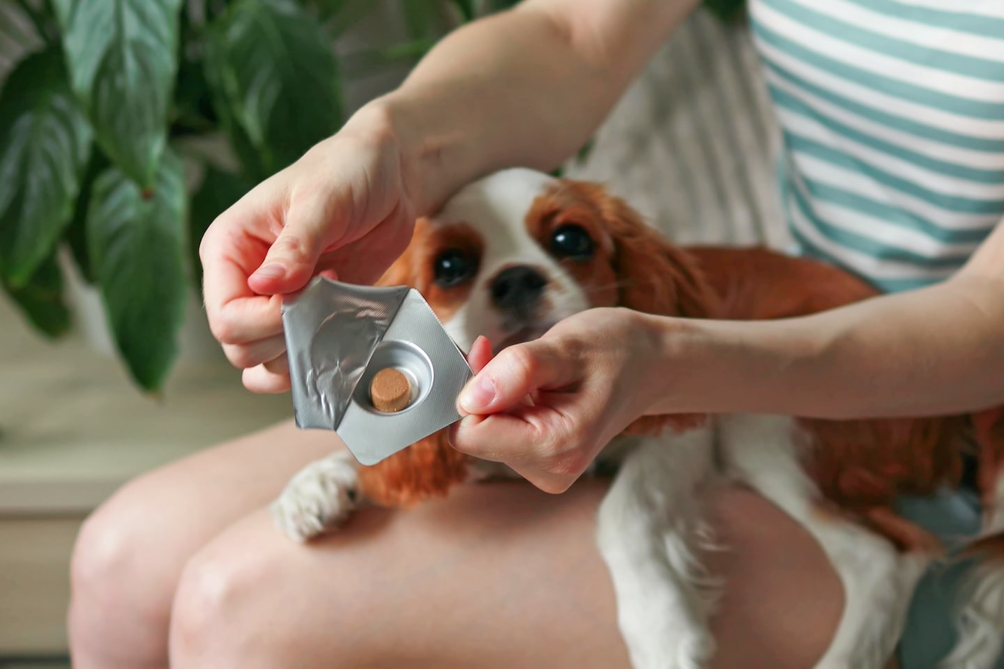 Flea and Tick for Puppies and How To Prevent Them BeChewy