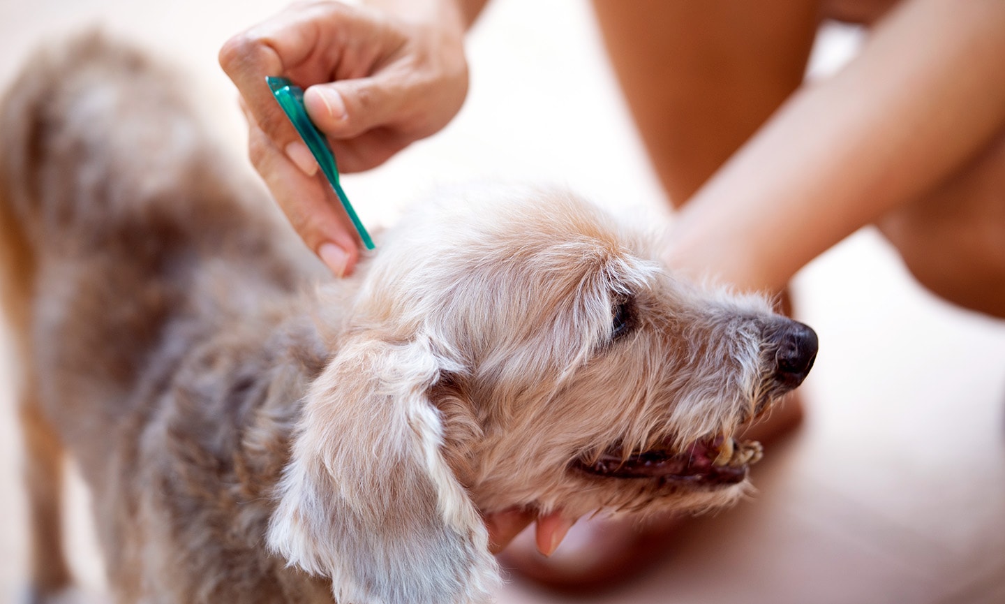 A Guide to Topical Flea Treatment for Dogs BeChewy