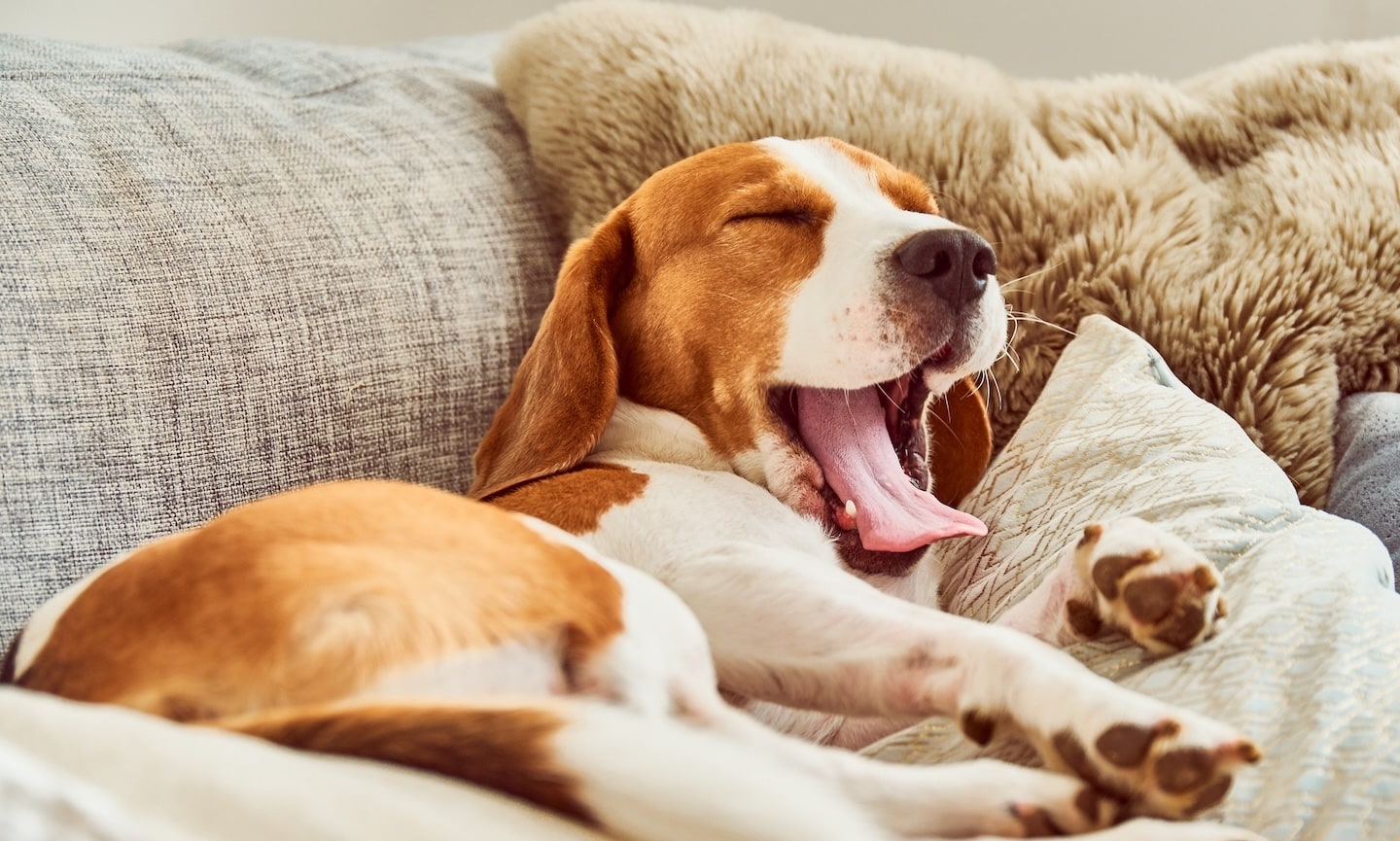 Melatonin for Dogs Is Melatonin Safe for Dogs BeChewy