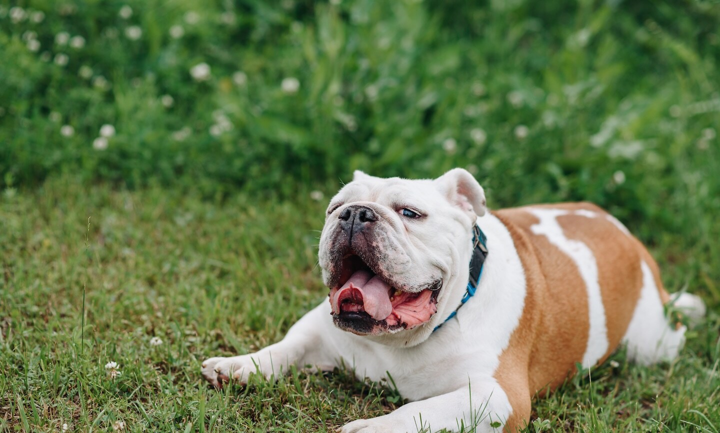 Why Is My Dog’s Stomach Upset? 12 Possible Causes BeChewy