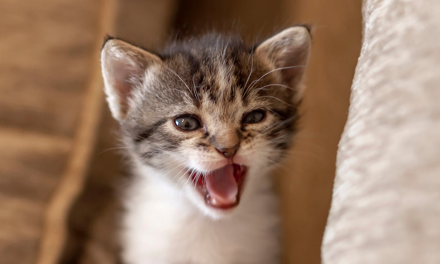 Can Cats Cry? Why Is My Cat Crying? BeChewy