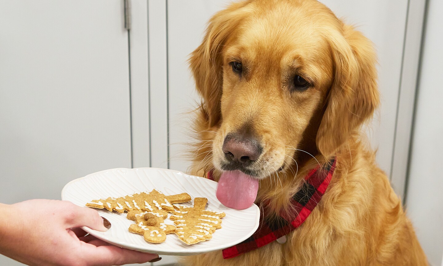 Martha Stewart s Holiday Dog Cookie Recipe BeChewy