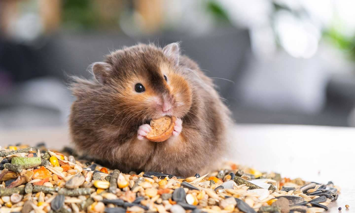 What Do Hamsters Eat? | BeChewy