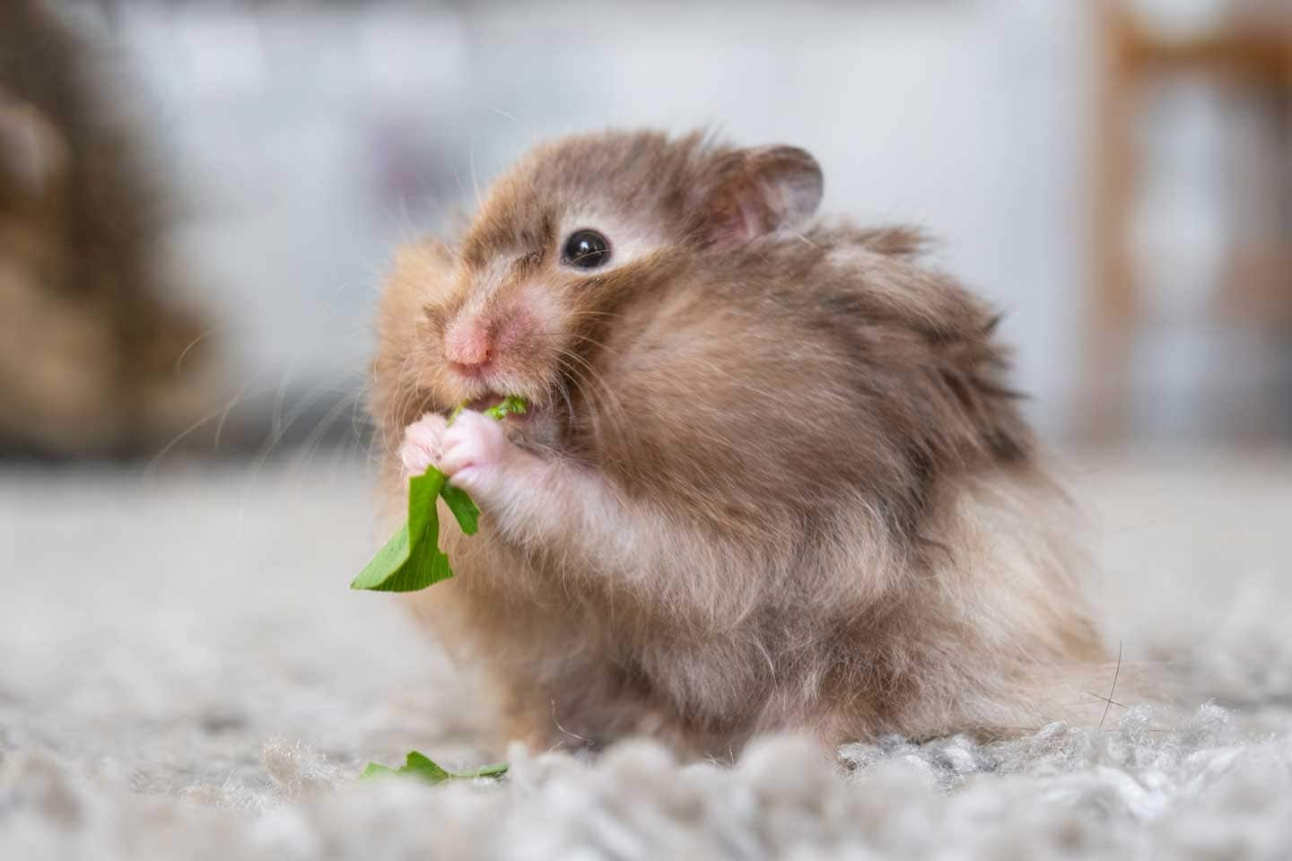 What Do Hamsters Eat? | BeChewy