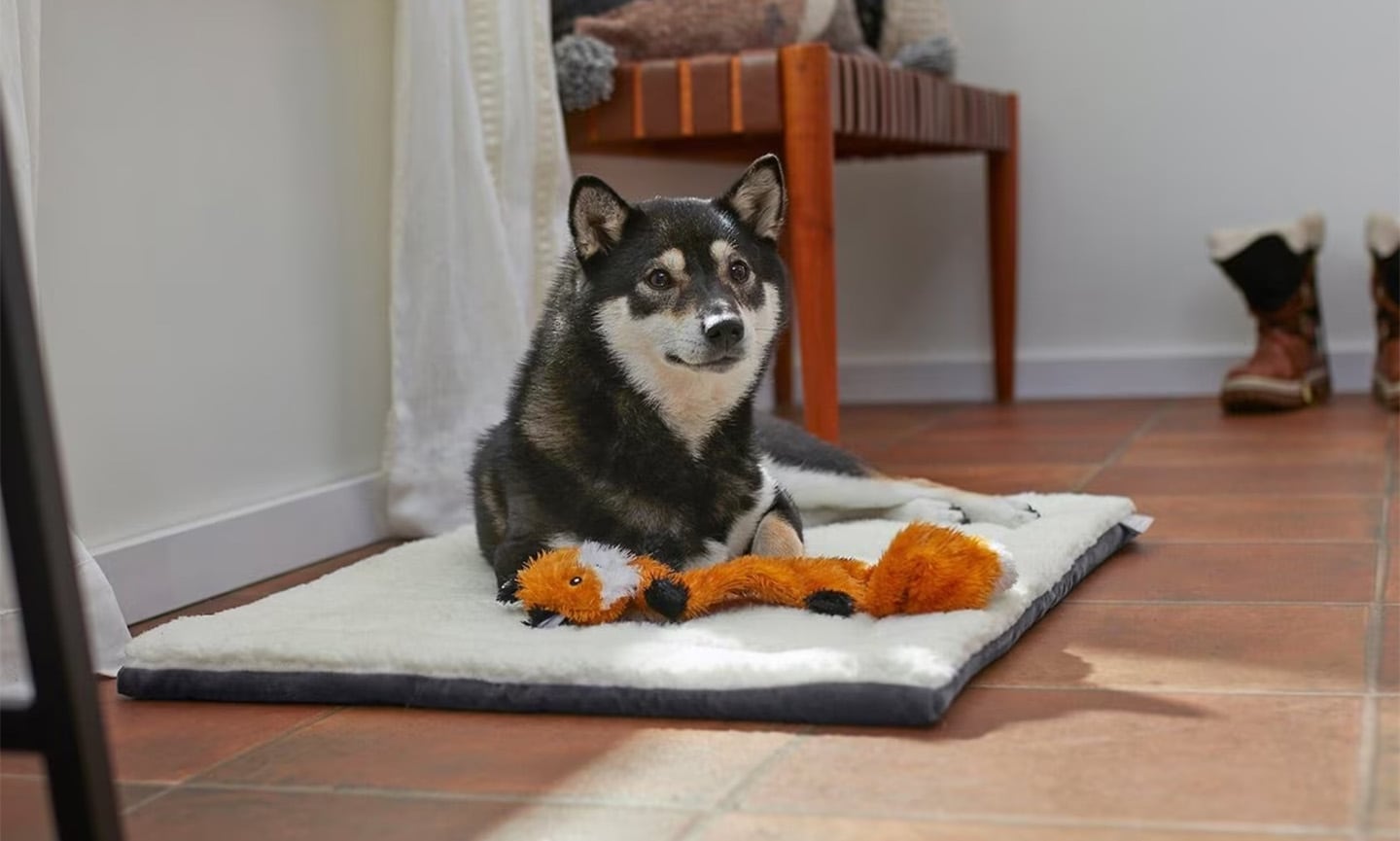 dog on frisco heated pad