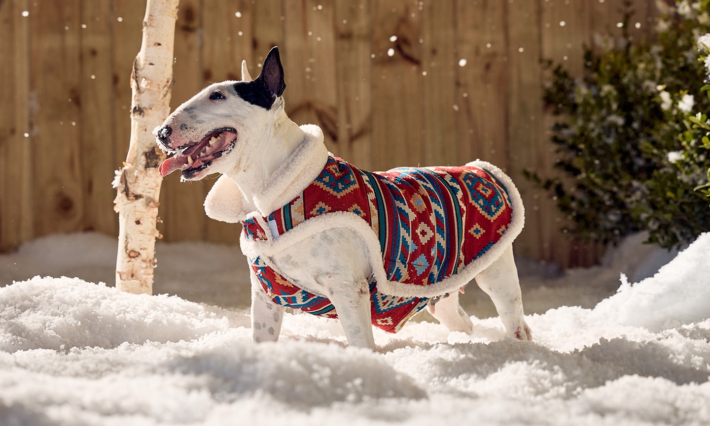 dog wearing frisco winter coat