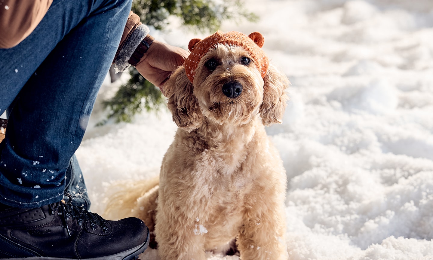 pet parent petting dog in snow