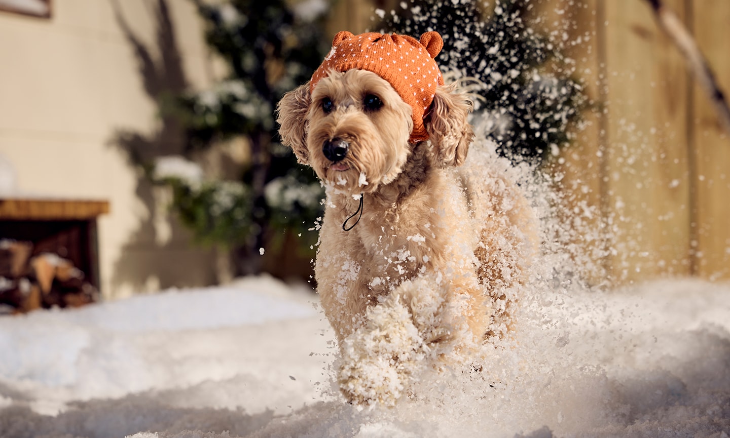 dog running in snow wearing frisco hat
