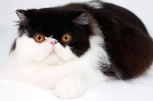 cat scratching litter box wall