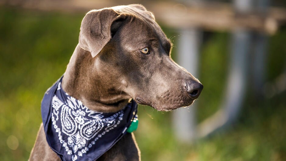 Can Dogs Have Allergies? BeChewy