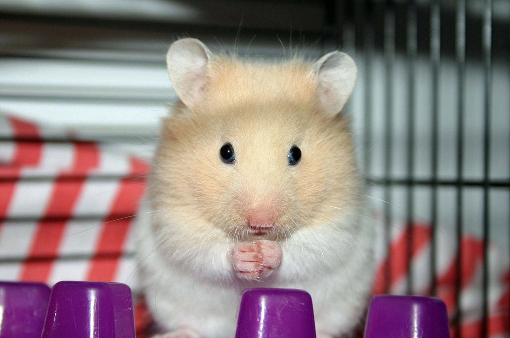 7 Reasons To Adopt A Hamster