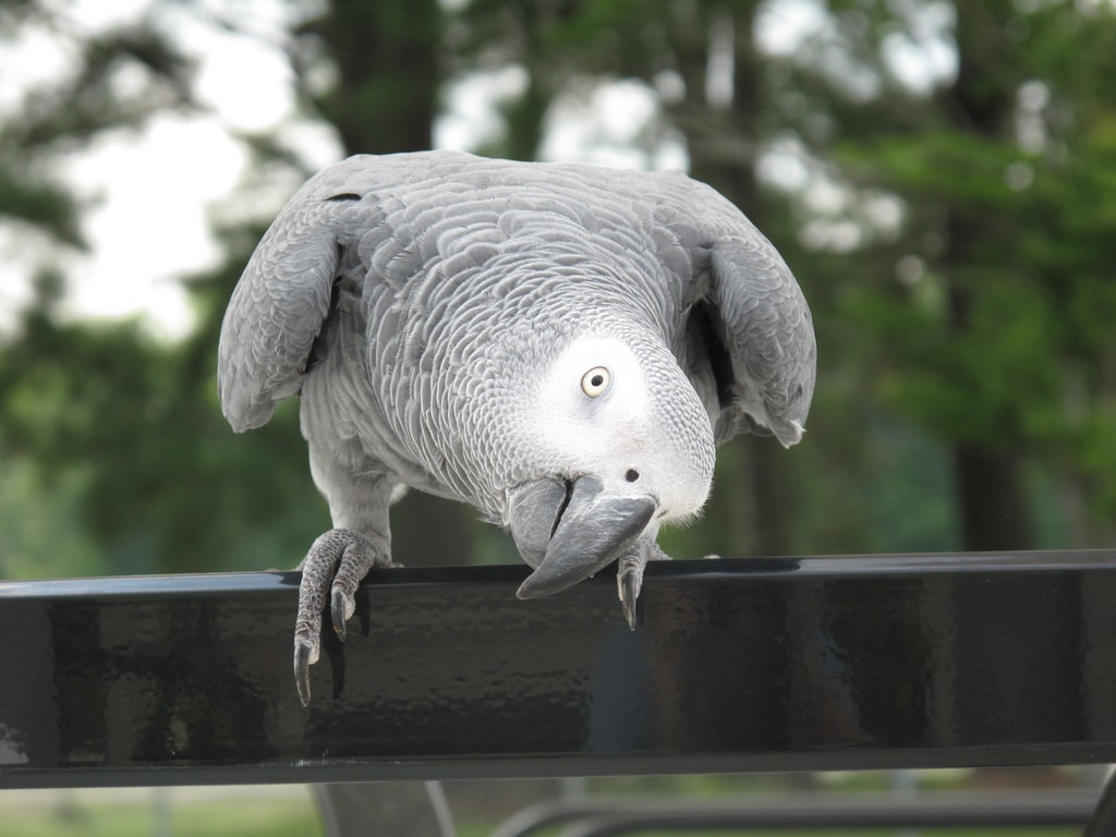 4 Ways To Play With Your African Grey | BeChewy