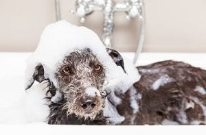 8 Ways to Make Your Dog's Bathtime Less Stressful | BeChewy