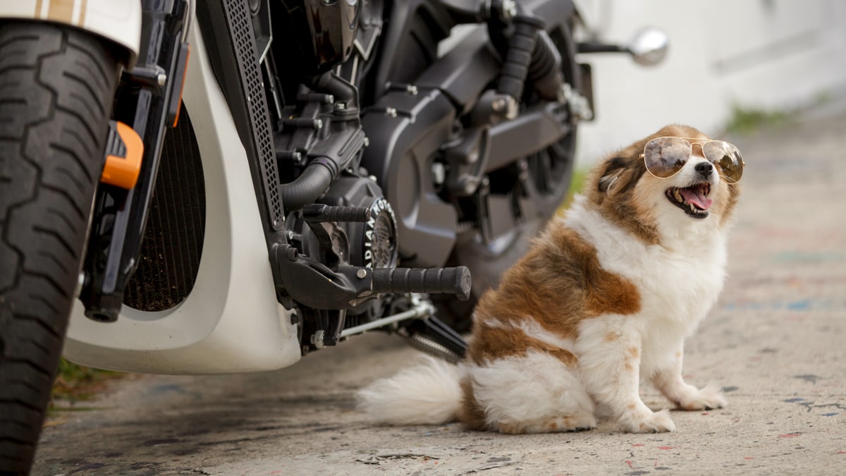 When Should I Stop Feeding My Dog Before Flying