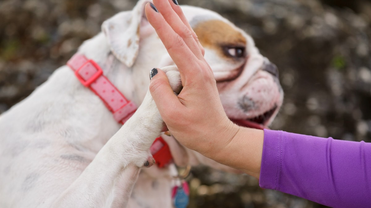 Dog Overheating How to Cool Down a Dog BeChewy