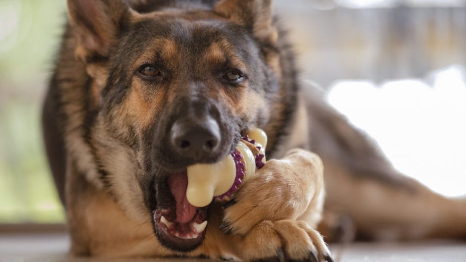 Jealous Dog? How to Train a Dog and Stop Dog Aggression BeChewy