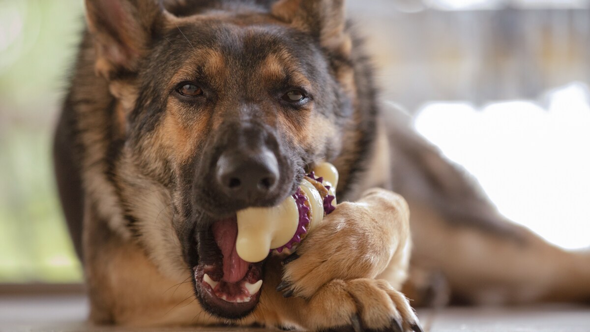 Jealous Dog? How to Train a Dog and Stop Dog Aggression BeChewy