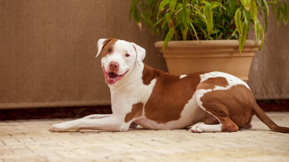 Pet Nutrition A Rotational Diet for Cats and Dogs BeChewy