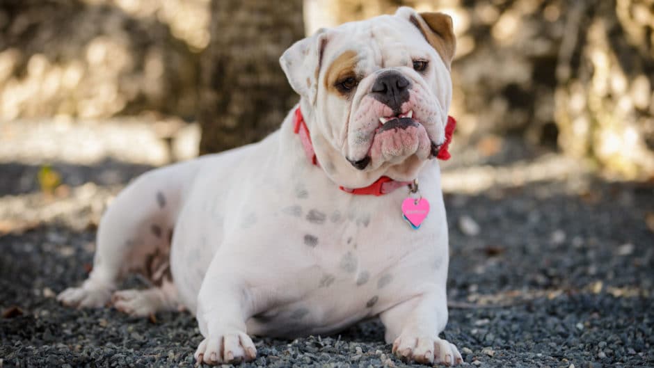 Pet Health Springtime Pet Hazards BeChewy