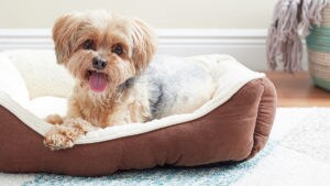 senior dog flea control