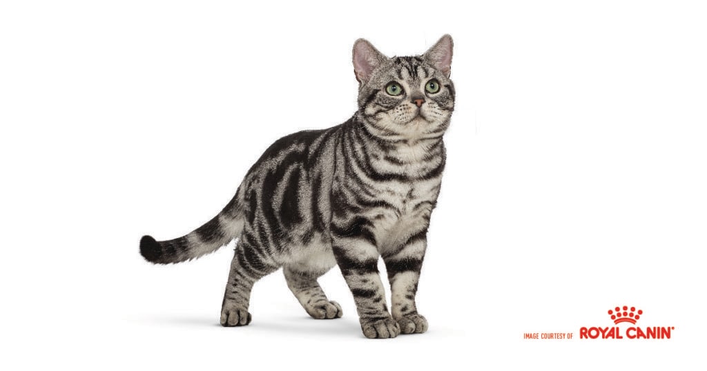 american shorthair cat black and white