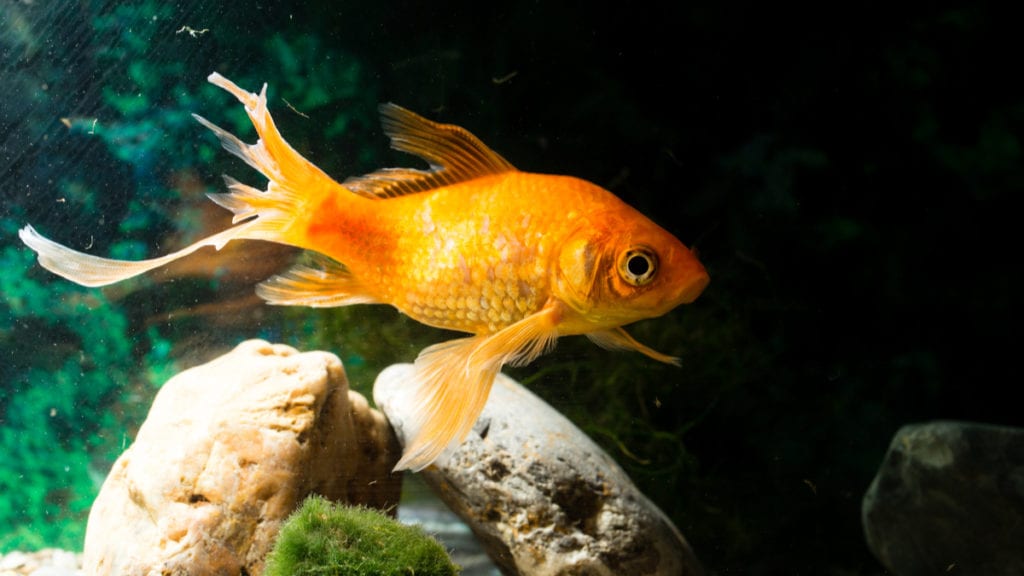 How To Tell If Your Aquarium Fish Is Stressed