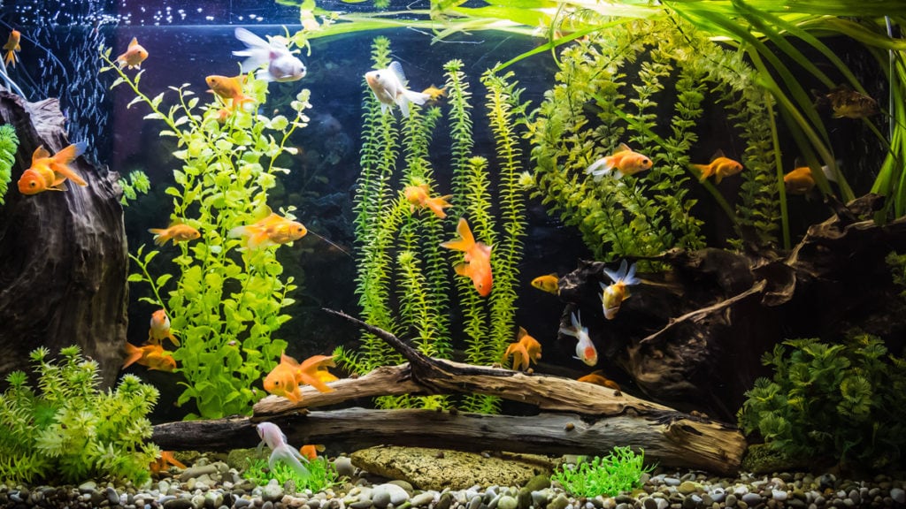Does Turning the Light off Stress Fish? 