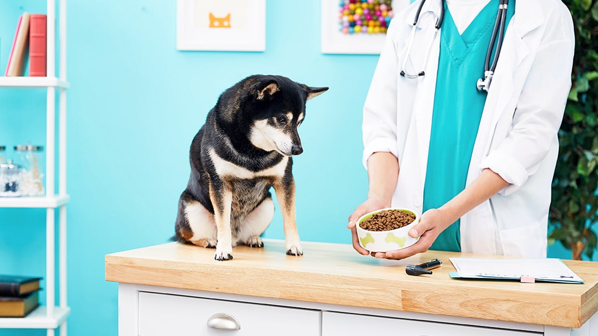 Diabetic Dog Food Guide: What to Feed a Dog With Canine Diabetes