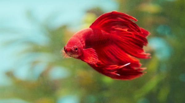 red pet fish