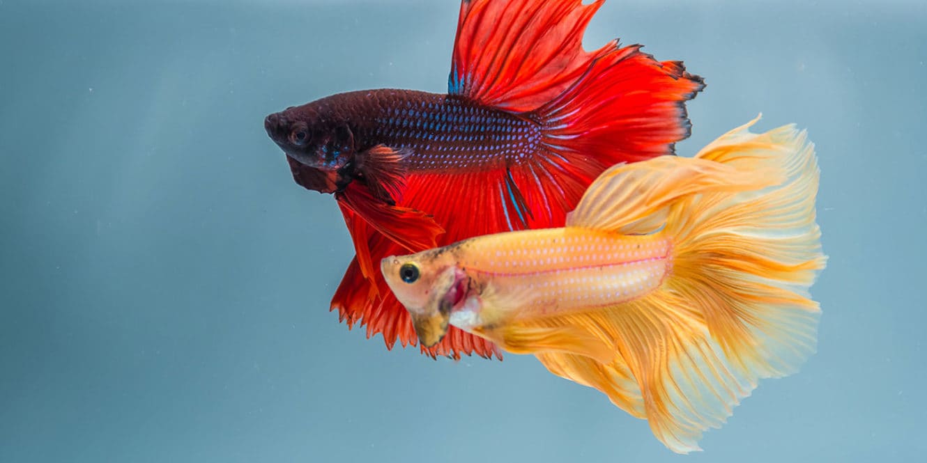 How To Choose Betta Fish Tank Mates Bechewy