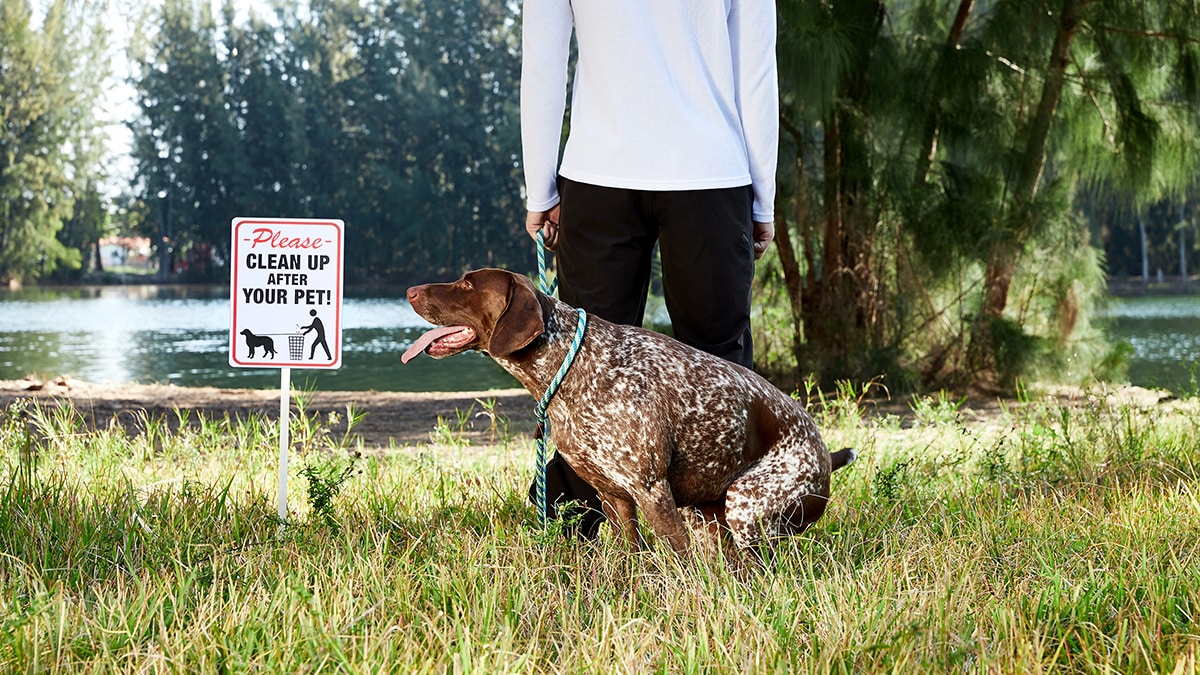 why do dogs stare at you when they poop