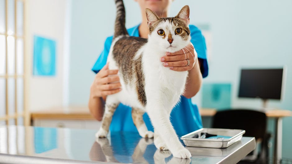 4 Most Common Cat Diseases and Treatments | BeChewy