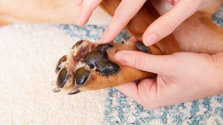 How to Help Soothe Cracked Dog Paws BeChewy