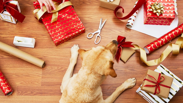 5 Exciting DIY Christmas Gifts for Dogs 2022 - CanadaPetCare Blog