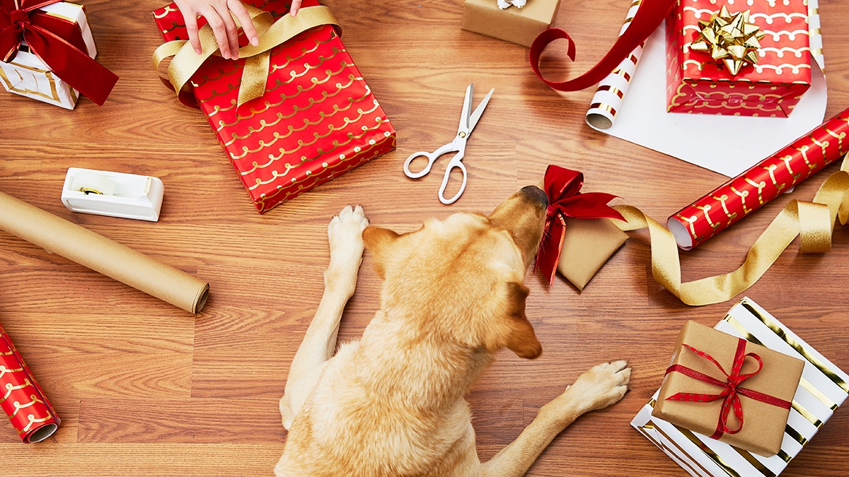 Pets for Christmas: Should you gift a dog or a cat? - Oh My Dog!