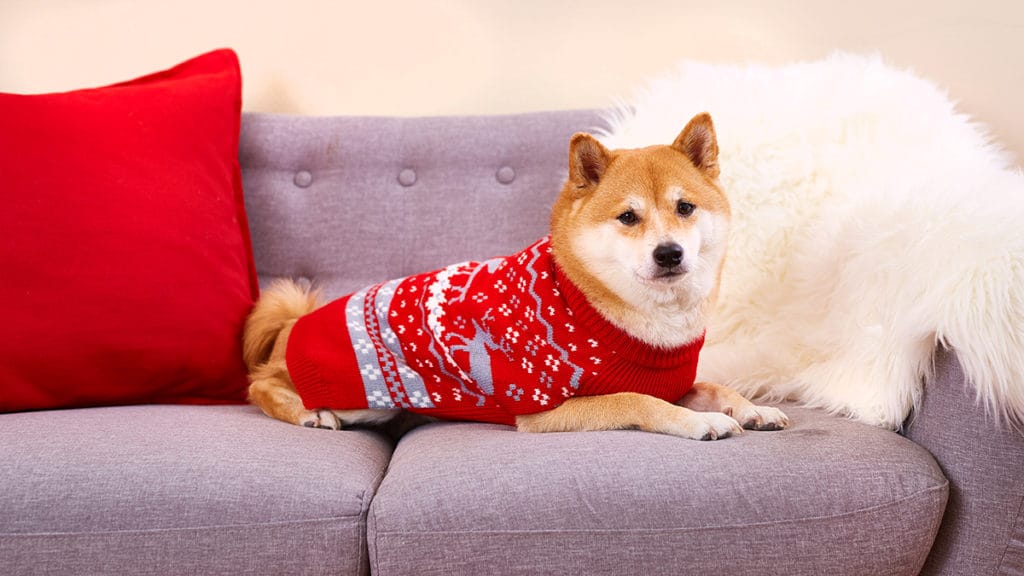 christmas bulldog jumper