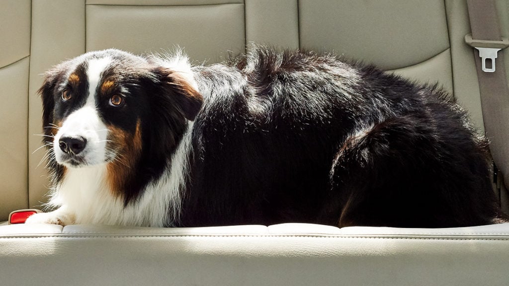 how can i prevent my dog from getting carsick